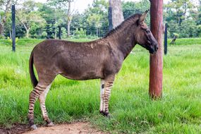 一个斑马的斑马和驴的杂交坚实的棕色外套和斑马纹的腿”width=