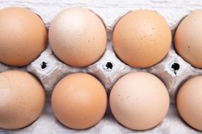 新鲜的农场棕色鸡蛋在可堆肥鸡蛋纸箱中排成一列