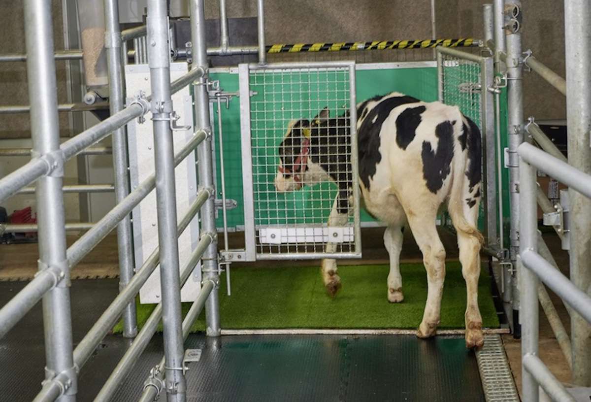 这张照片显示了正在接受Mooloo训练的厕所中的小牛。“width=