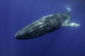 Fin Whale，Balaenoptera Physalus，在亚速尔群岛游泳“width=