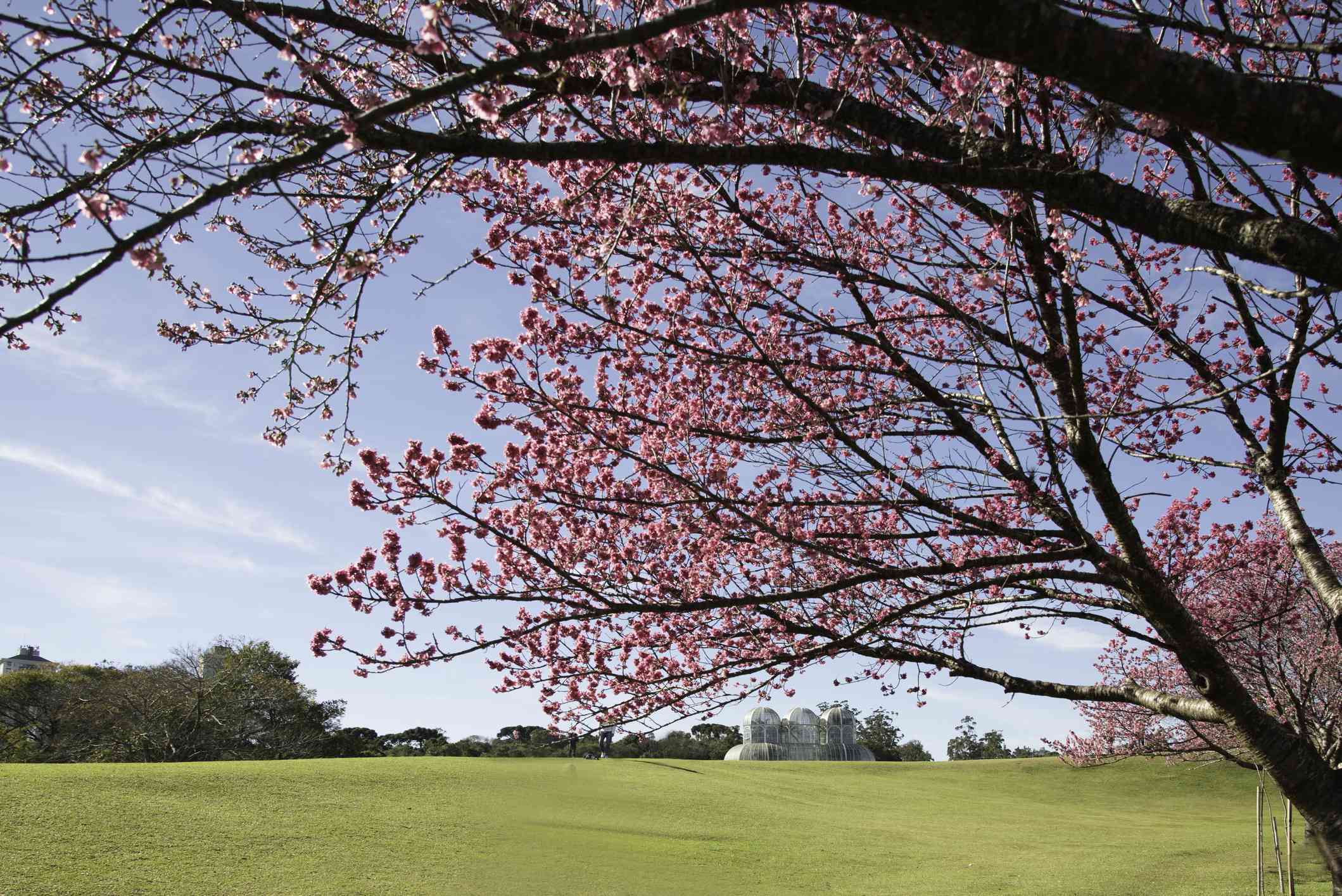 前景中的粉红色盛开的樱花树的近视风景，背景中的库里蒂巴植物园温室在蓝色的阳光明媚的天空下被宽阔的绿色草坪隔开