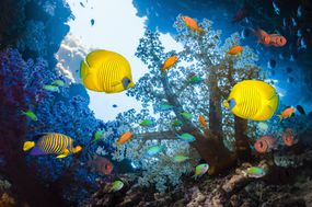 热带鱼在珊瑚礁周围游泳。“width=