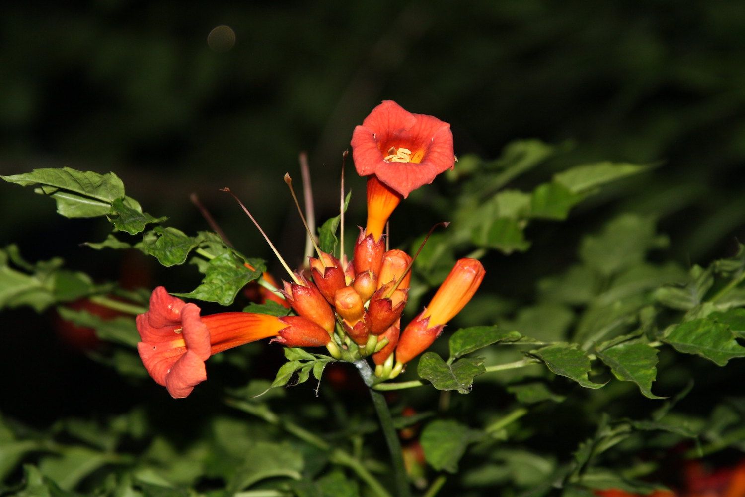 有凹槽的喇叭形蔓藤花展示了它们橘红色的颜色