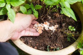 手把碎蛋壳放在盆栽植物。