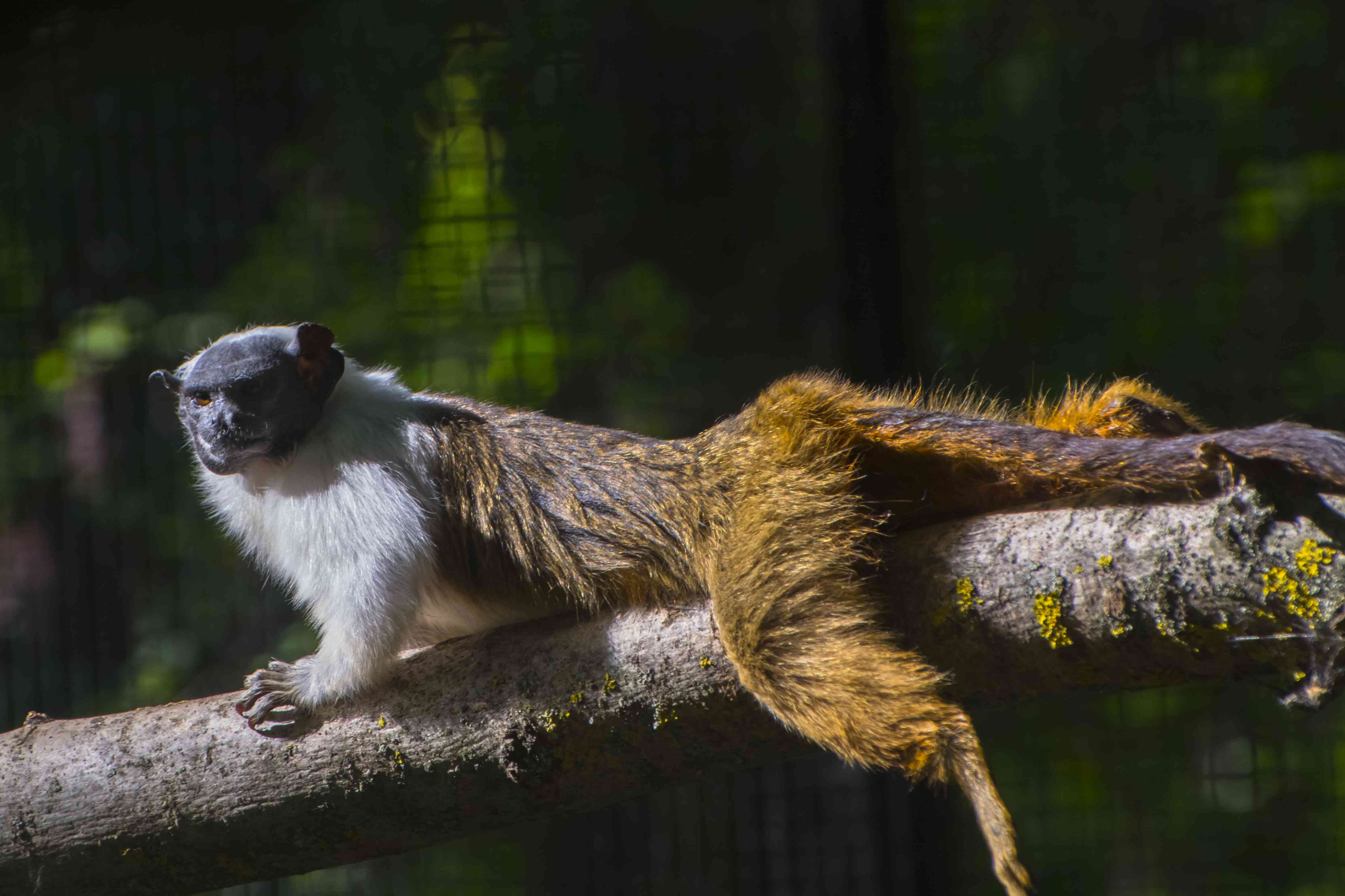 斑驳的bare-faced绢毛猴
