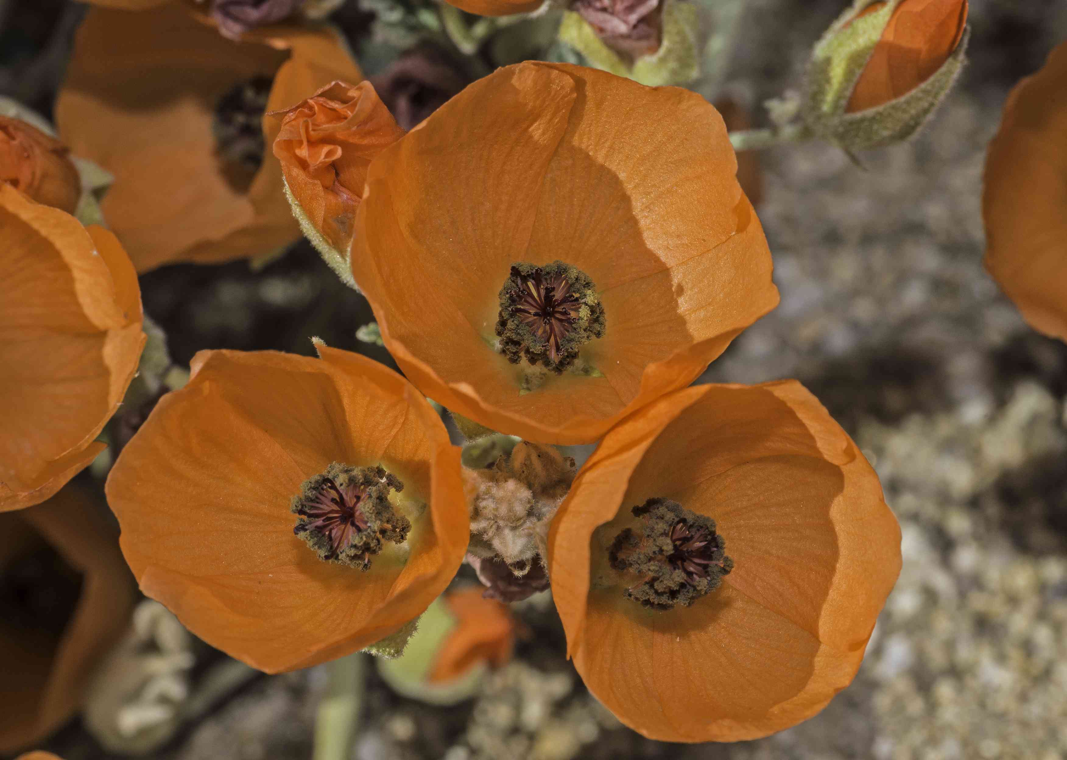 沙漠锦葵（sphaeralcea ambigua）