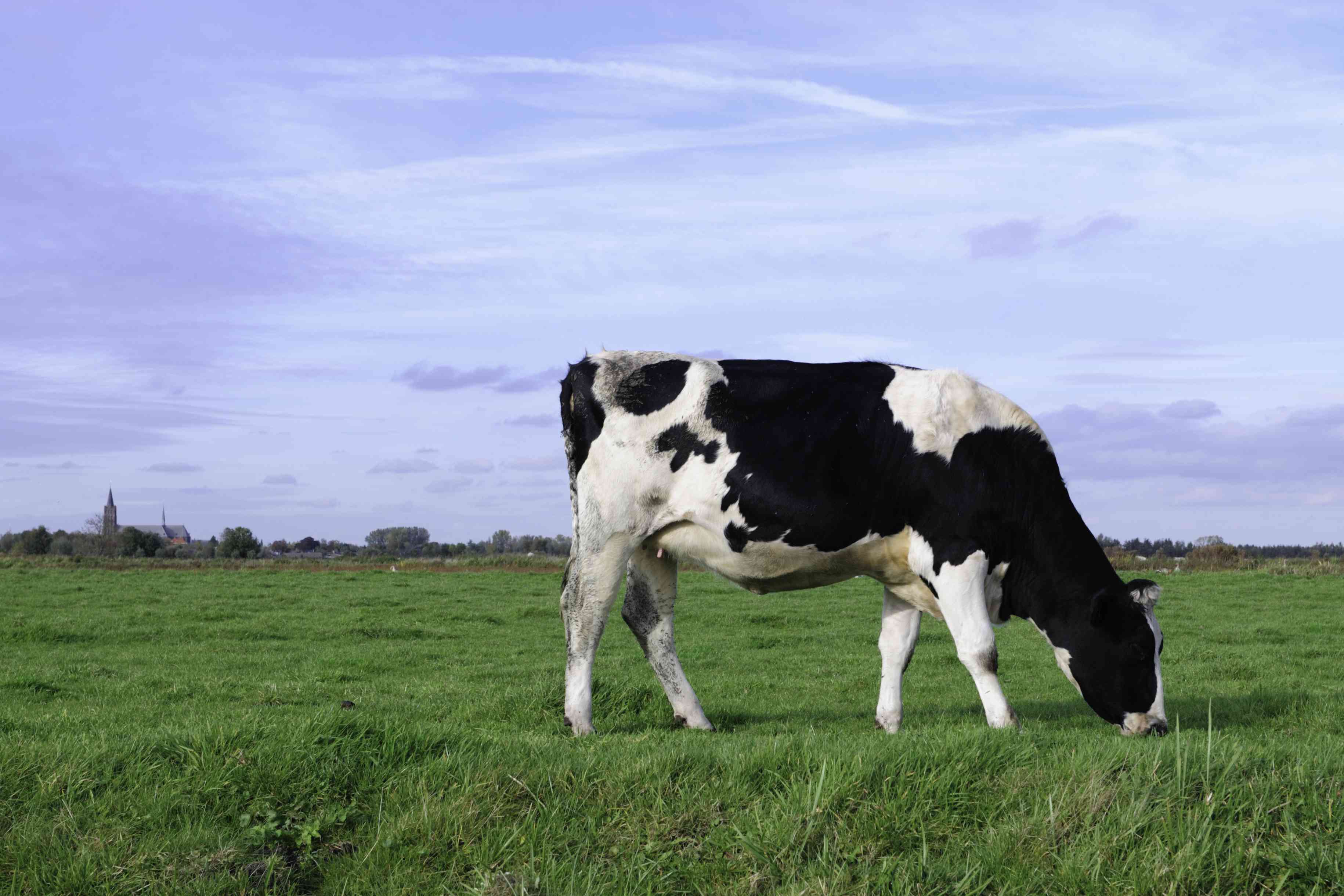 草地上的荷斯坦奶牛
