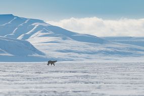 一只北极熊走在被海冰覆盖的平坦地面上，背景是白雪覆盖的山，上面是蓝天和低低的白云