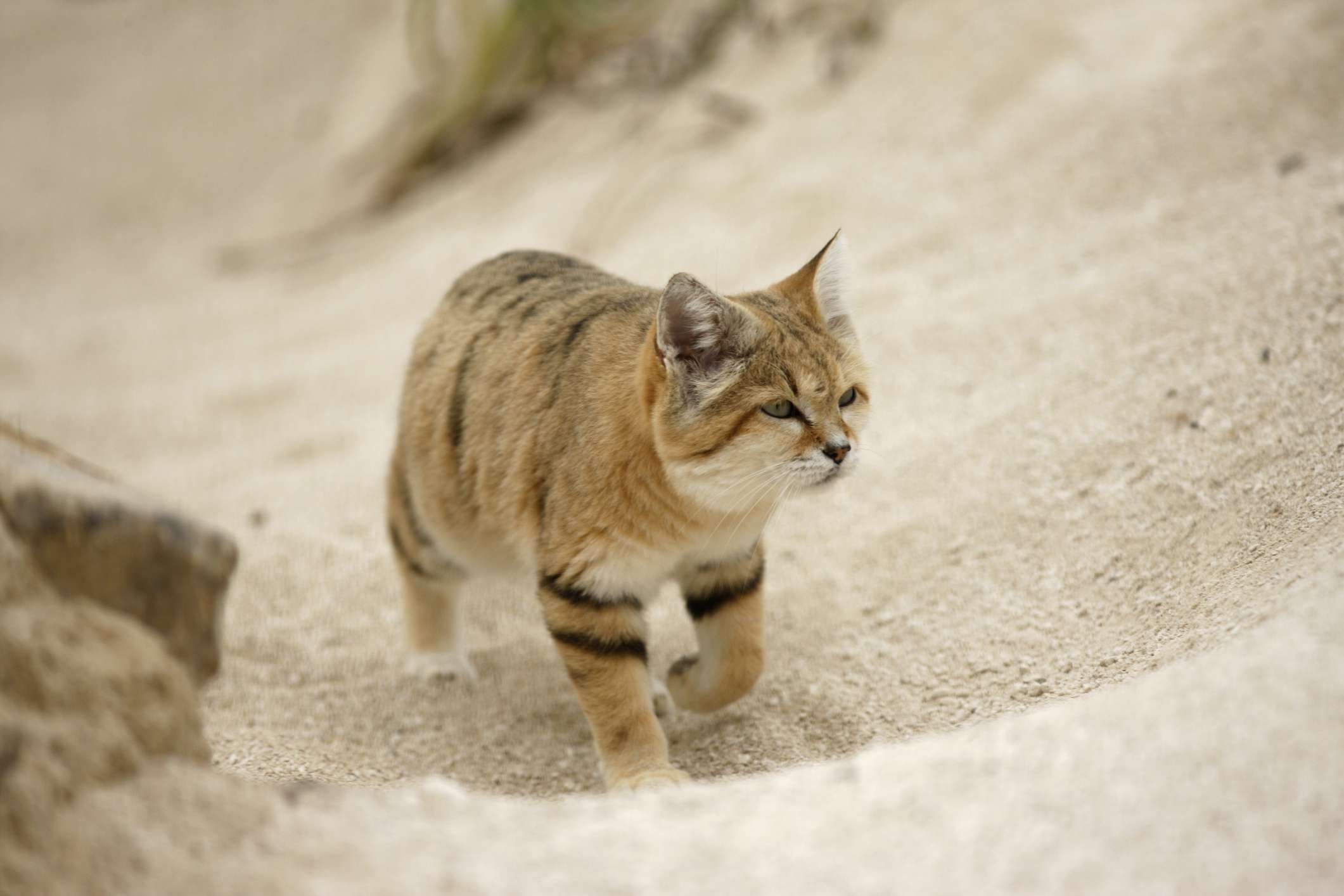 谭沙猫走过桑迪·希尔