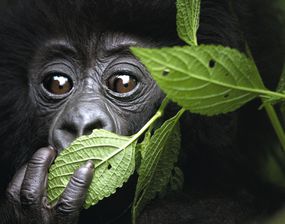 卢旺达西北部的小山大猩猩“width=