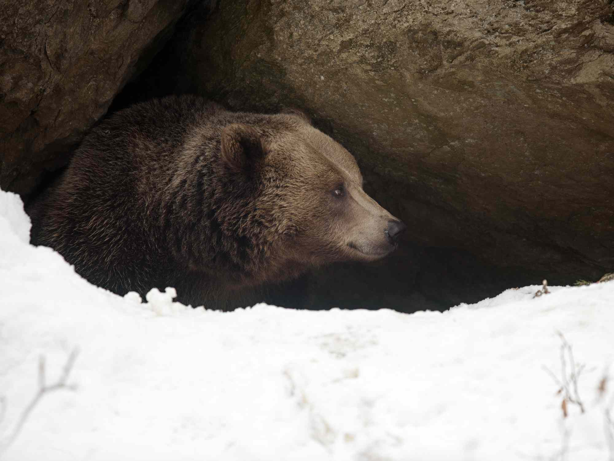 冬天，一只熊从洞里往外偷看。