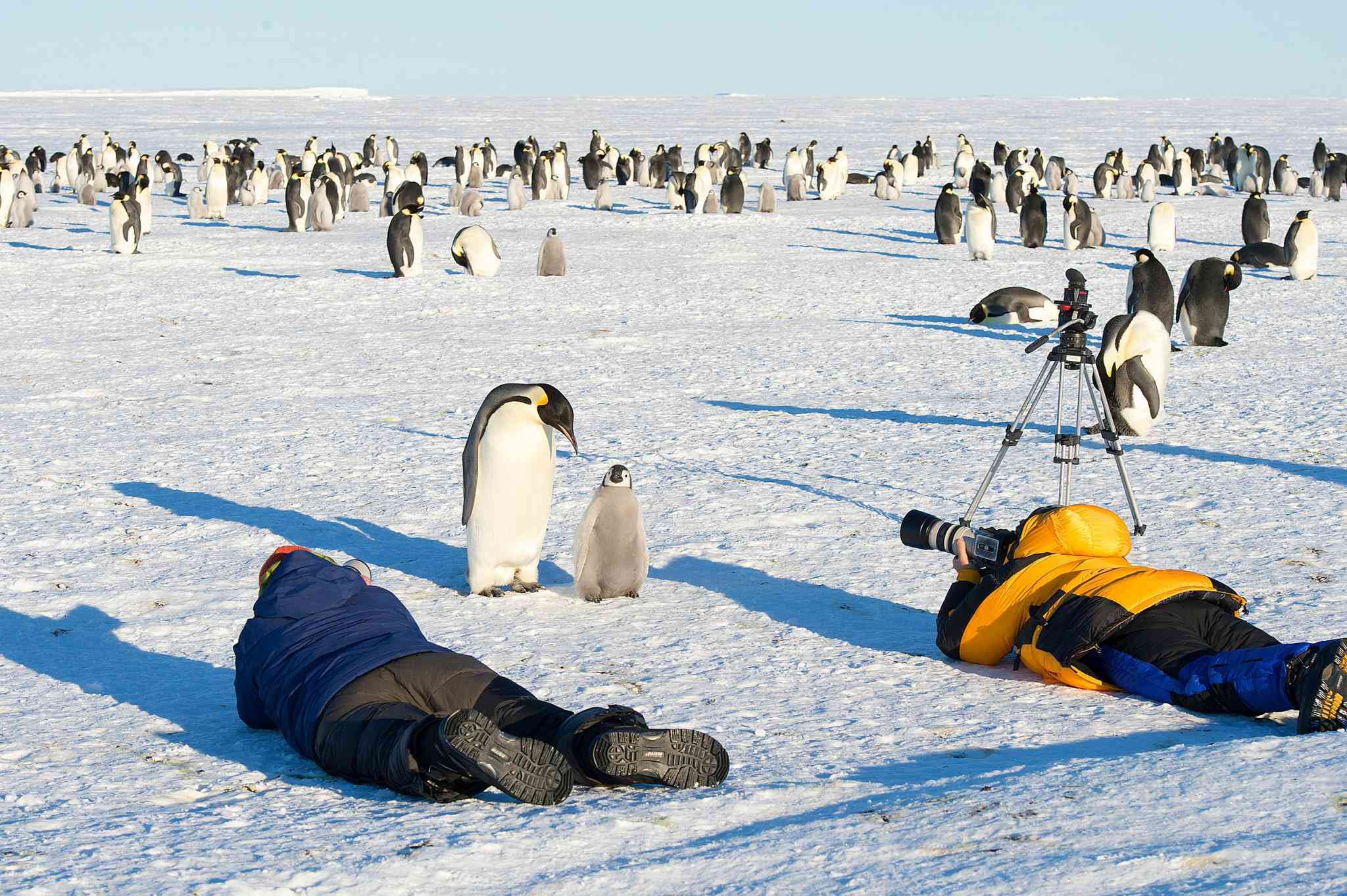野生动物摄影师射击皇帝企鹅和婴儿