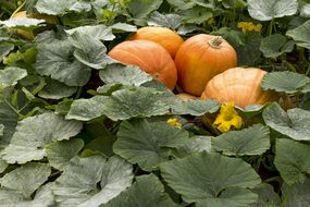 multiple orange pumpkins grow ripe in garden patch with big leaves