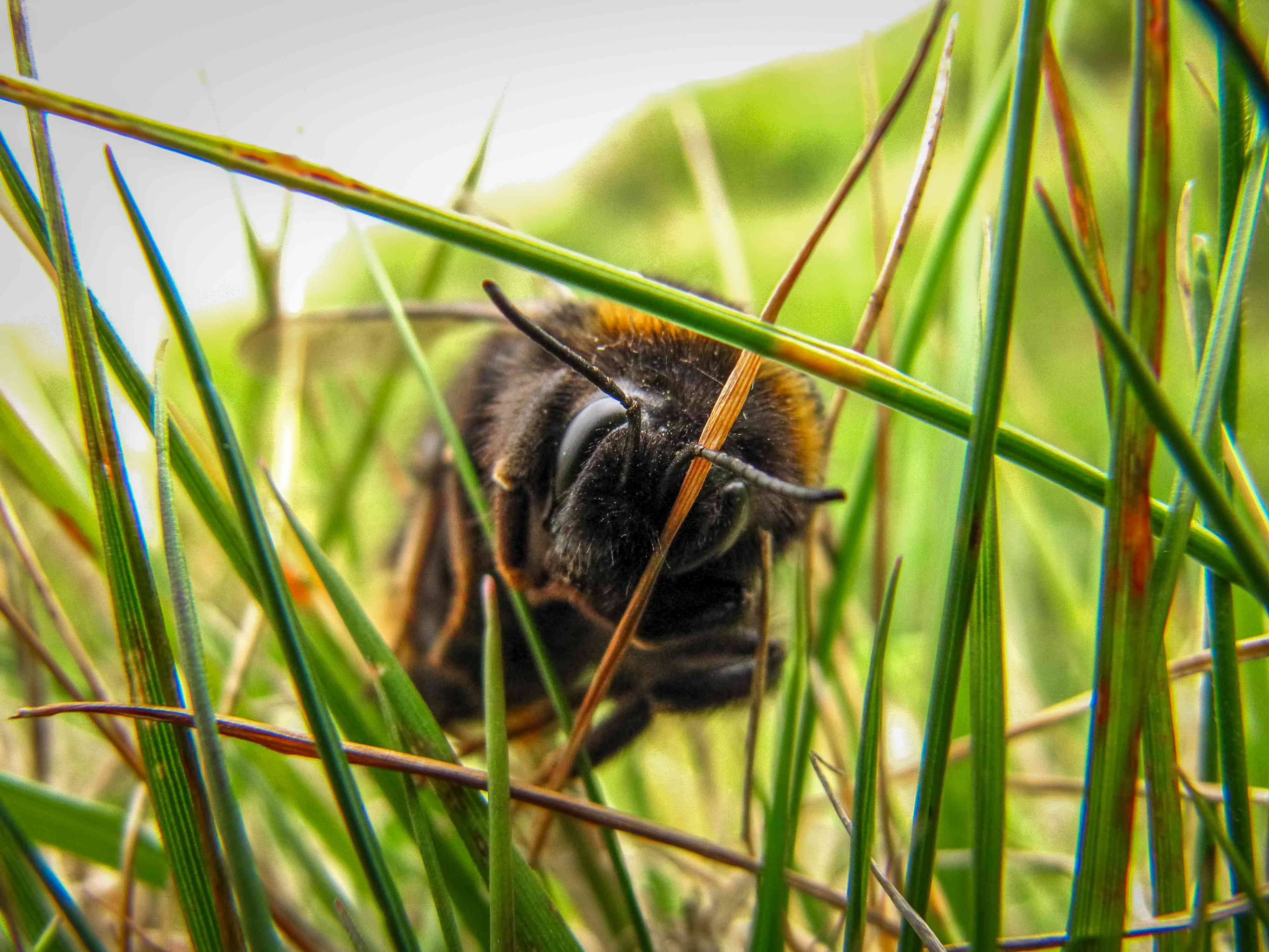 大黄蜂在高高的草丛中