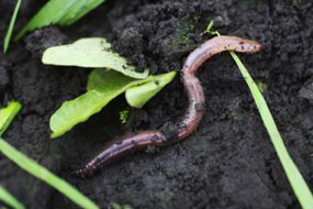 潮湿土壤中的蚯蚓。＂width=