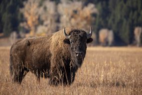 美洲野牛站在长长的金色草地上