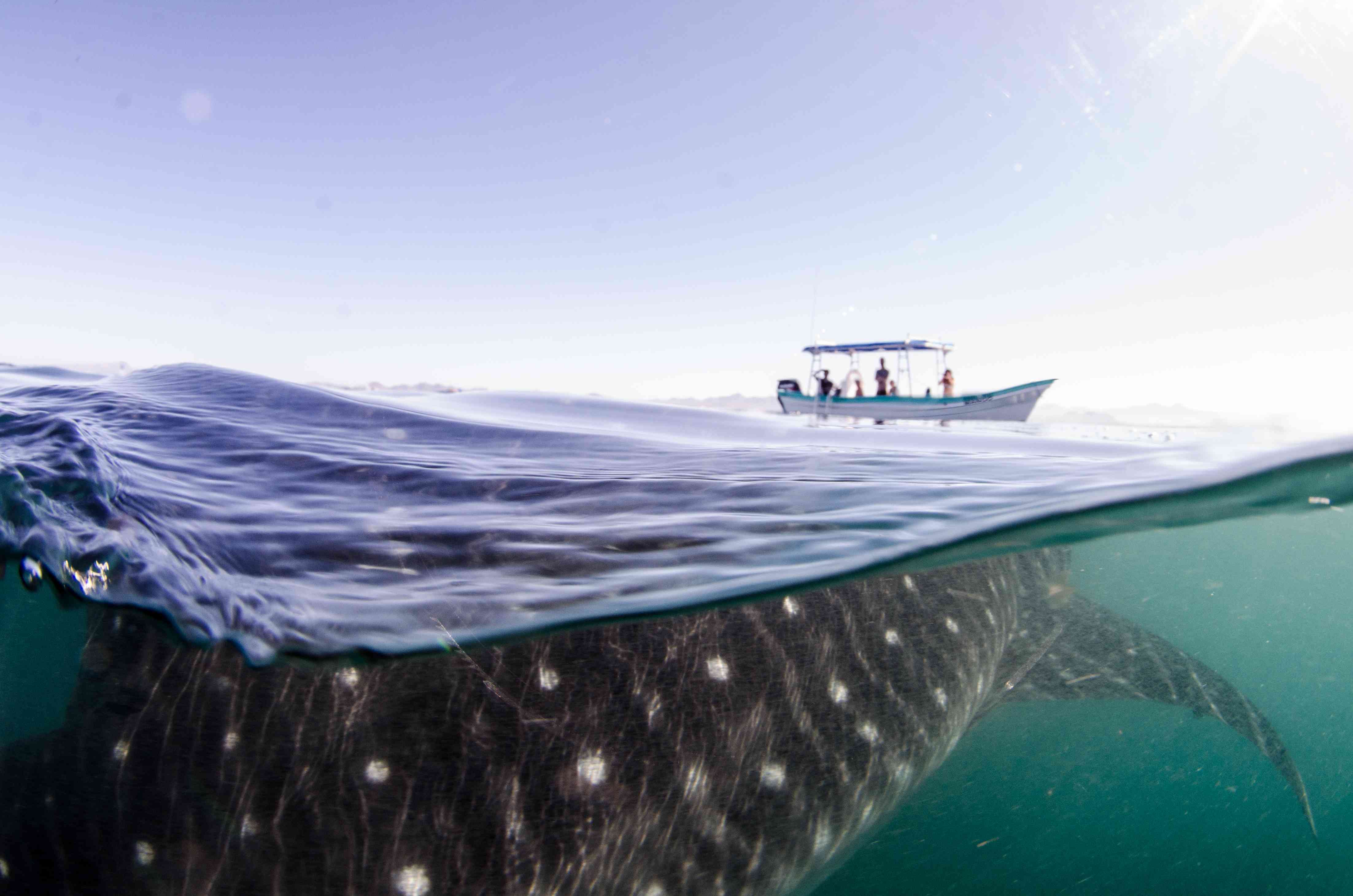 鲸鲨旅游