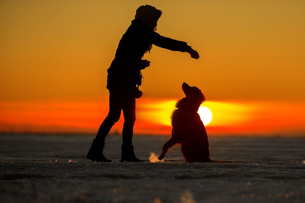 人与狗在日落时练习训练