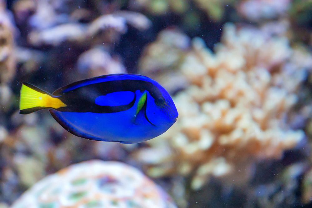 一条亮紫蓝色的鱼，黄尾巴在珊瑚礁上游泳