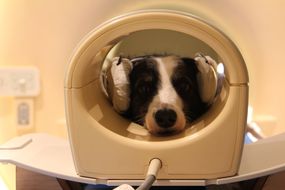 边境牧羊犬Kun-kun在MRI机器中