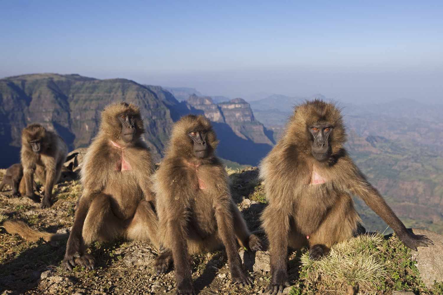 少年狒狒猴子坐在悬崖在埃塞俄比亚”class=