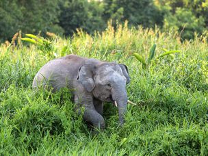 马来西亚森林中的婆罗洲侏儒大象（Elephas Maximus borneensis）