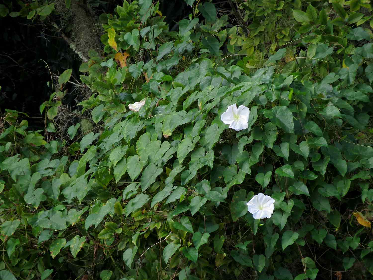 三朵白色的月花从藤蔓丛中探出头来
