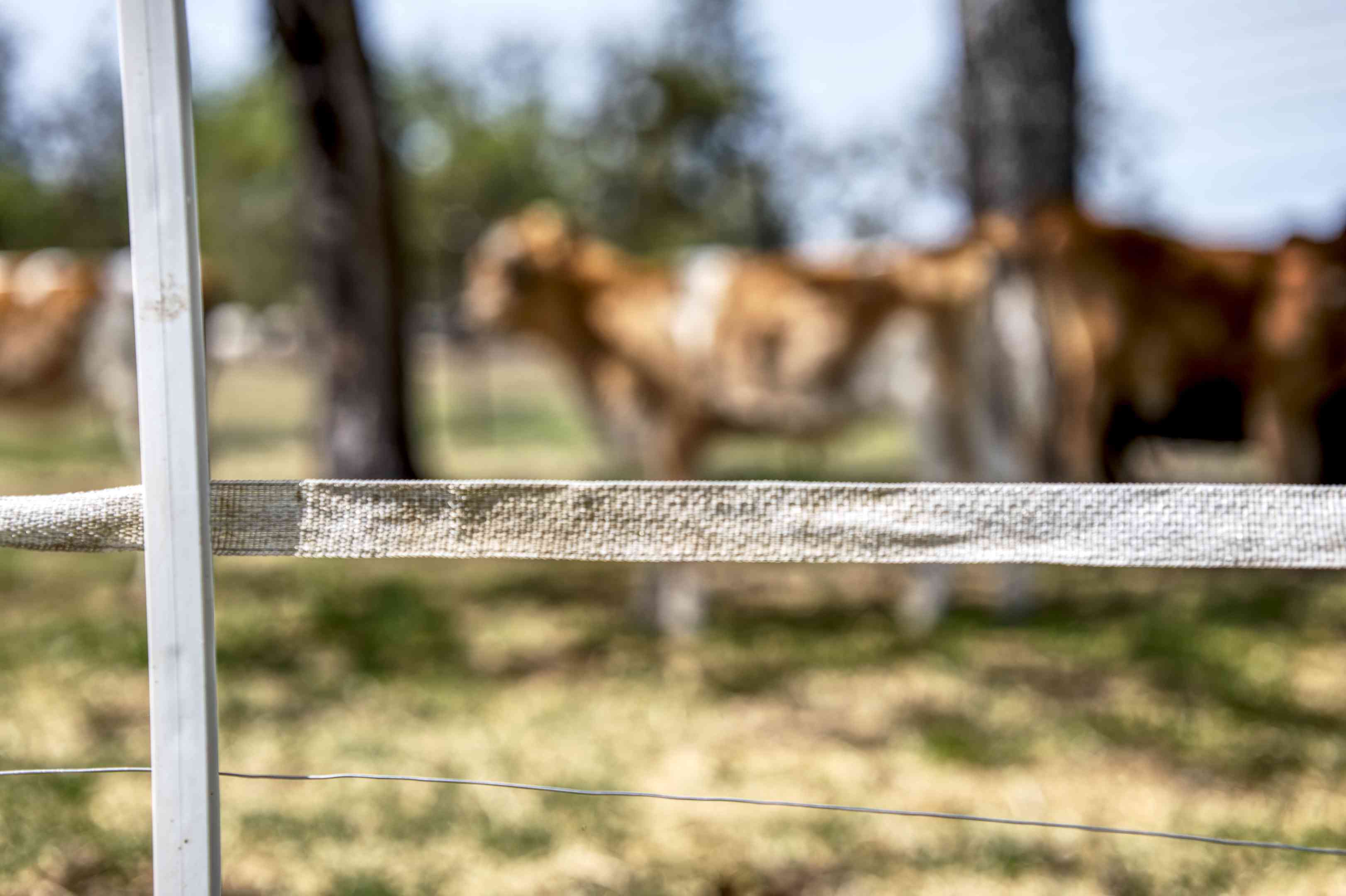 在前景中的电围栏的紧密射击，背景中有棕色和白牛模糊