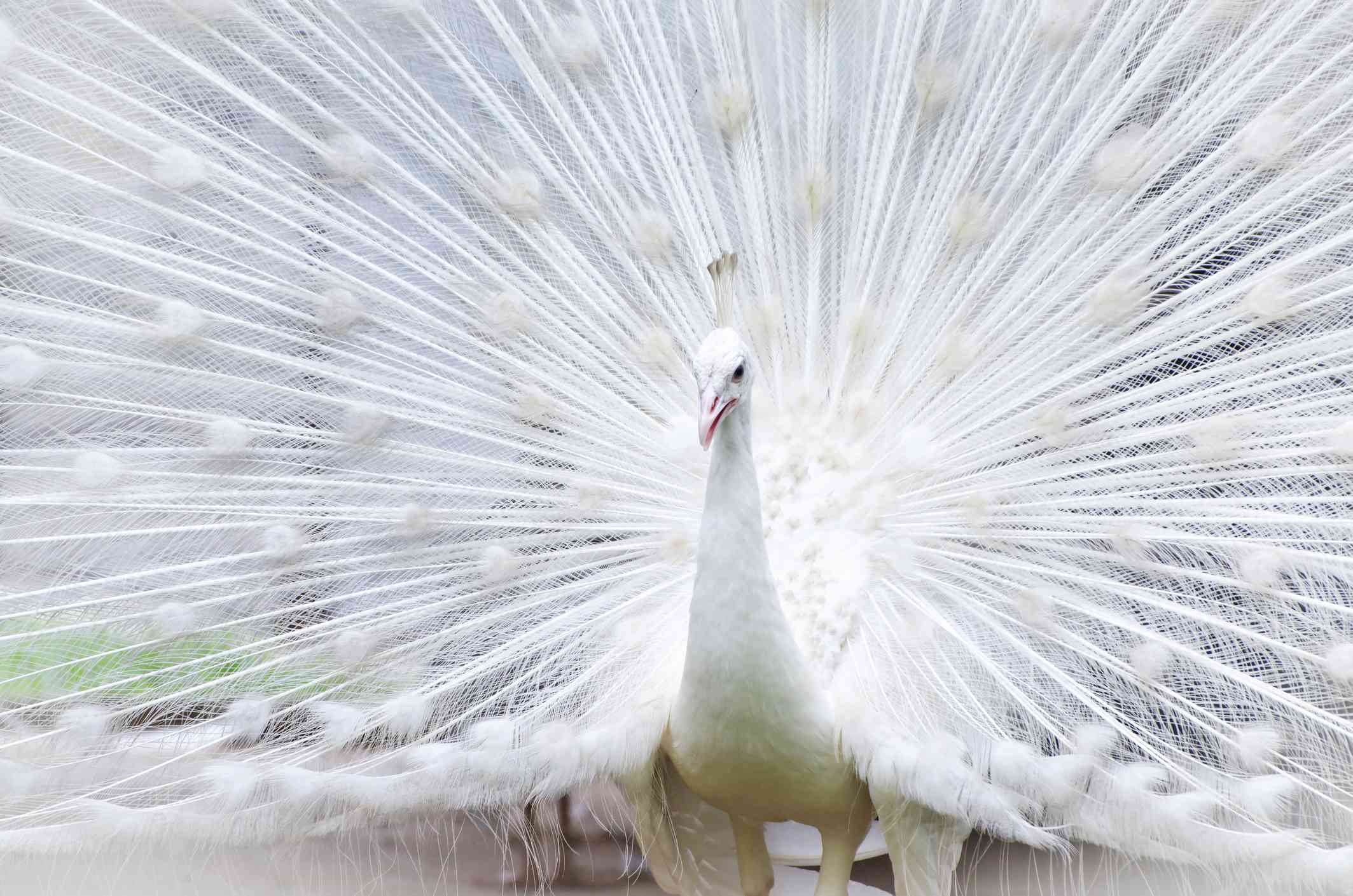 白色白化孔雀的近距离张开羽毛。
