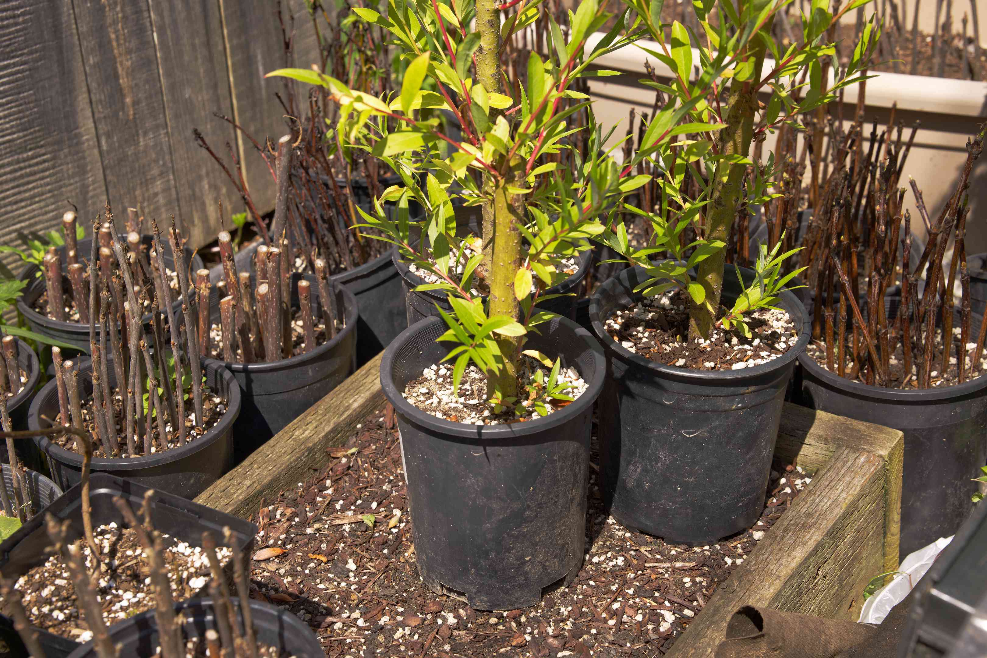 各种小树木在塑料盆栽桶准备种植