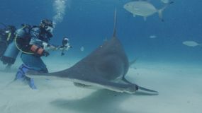 艾琳·斯宾塞和双髻鲨的水下镜头(Sphyrna mokarran)。＂width=