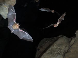 有些种类的蝙蝠利用回声定位在夜间捕食