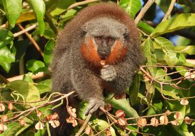 马托格罗索州Titi猴(Plecturocebus grovesi)