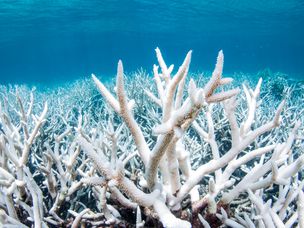 澳大利亚大堡礁的珊瑚白化现象