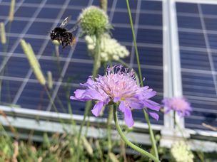 大黄蜂在花朵附近，带有太阳能电池板的花朵在背景中