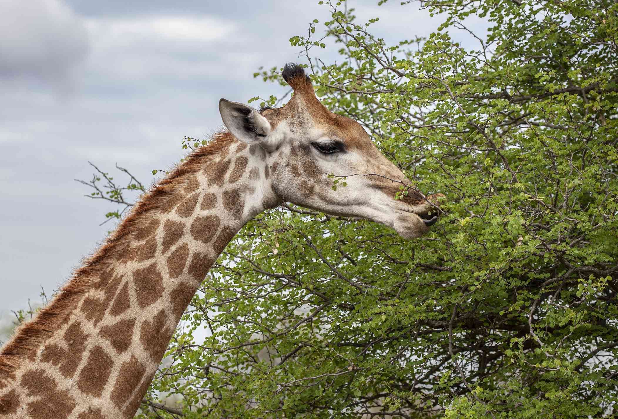 南非克鲁格国家公园里的长颈鹿浏览”width=
