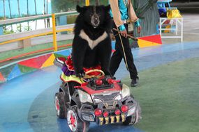 月熊在越南度假胜地开车