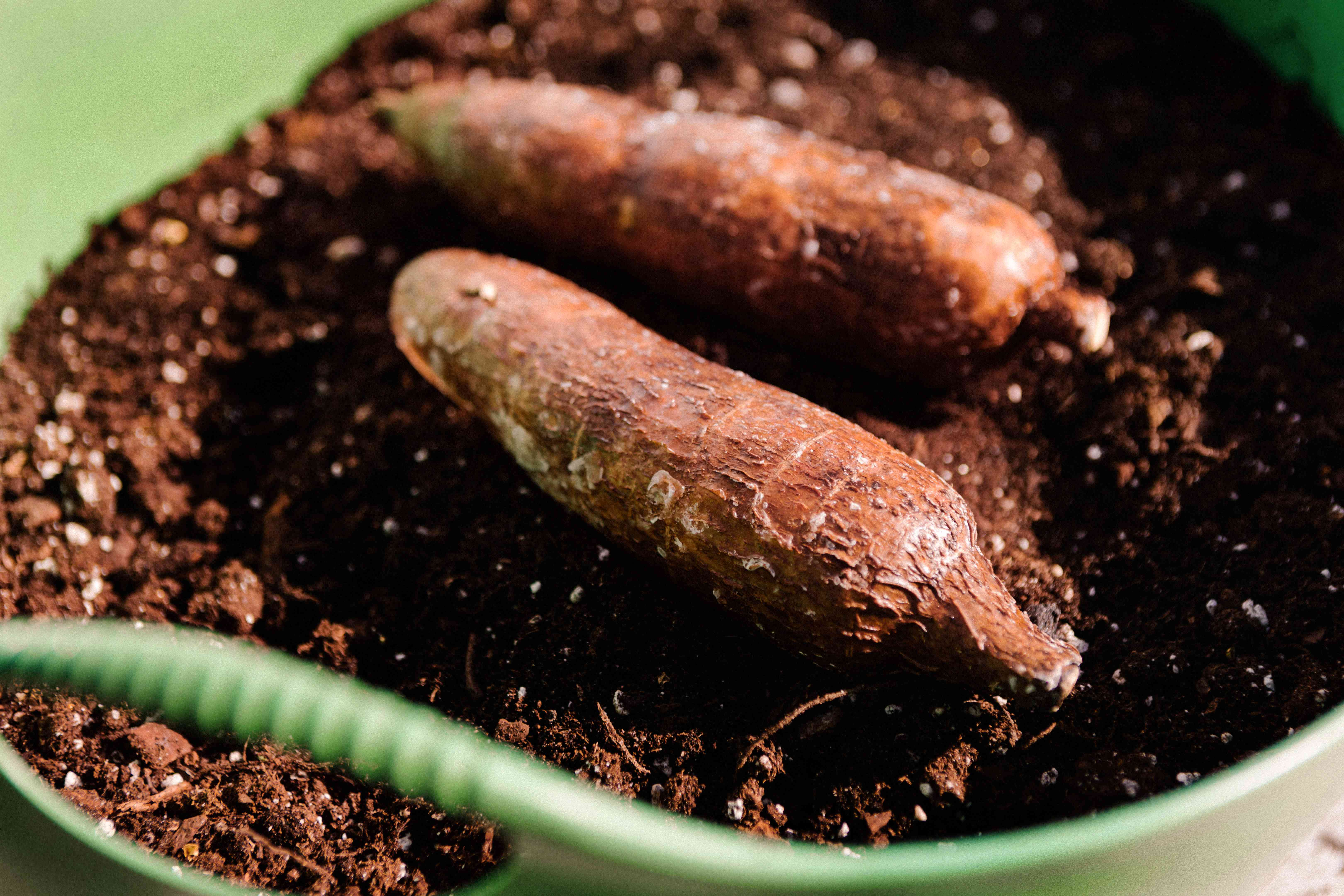 两个棕色的木薯淀粉类蔬菜在桶的土壤”width=