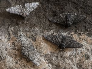 明暗斑驳的飞蛾在石墙上飞舞