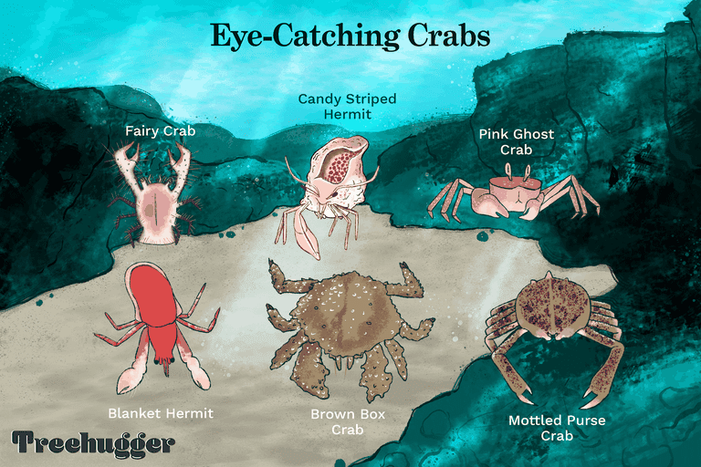引人注目的螃蟹水下插画