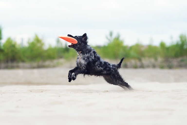 穆迪狗从沙滩上跳起来，嘴里叼着橙色的飞盘