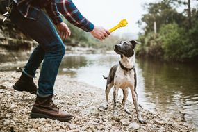 man with dog and toy