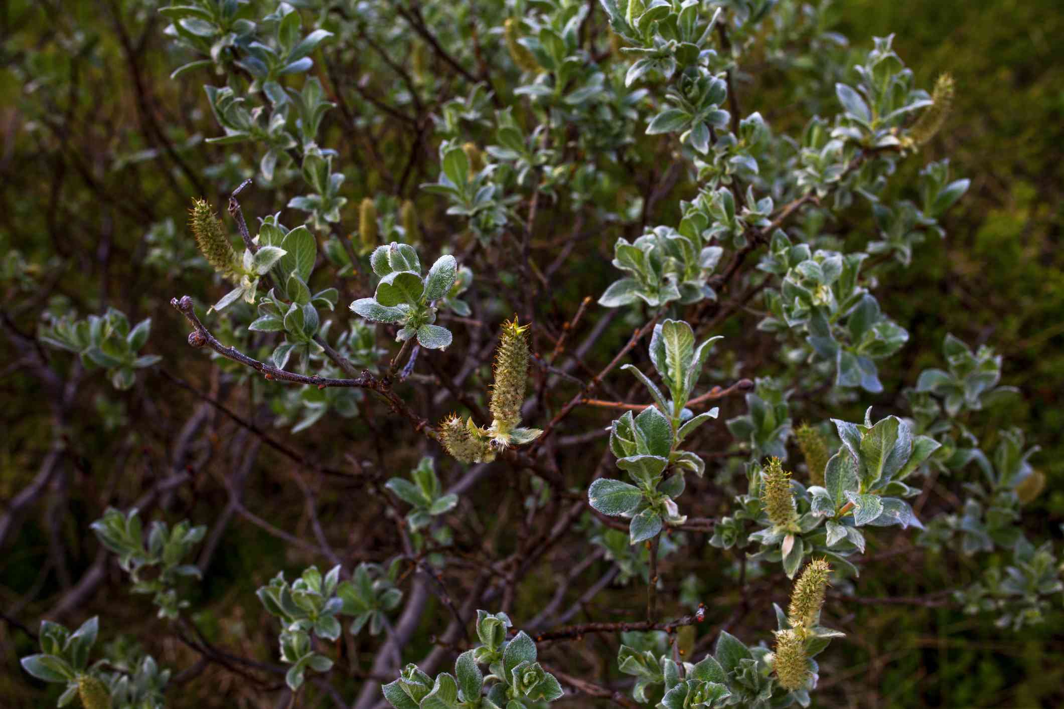 普通Manzanita（Arctostaphylos Manzanita）