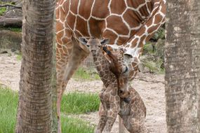 小长颈鹿和卢娜妈妈
