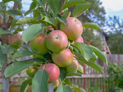果园分片苹果树上采集红苹果