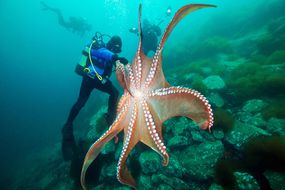 一个巨大的太平洋章鱼，其触手宽度比站在它旁边的珊瑚礁上的水肺潜水员高。“width=