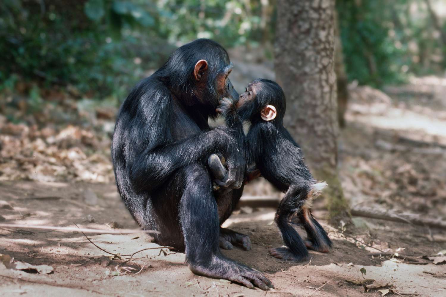 黑猩猩亲吻他的母亲”class=