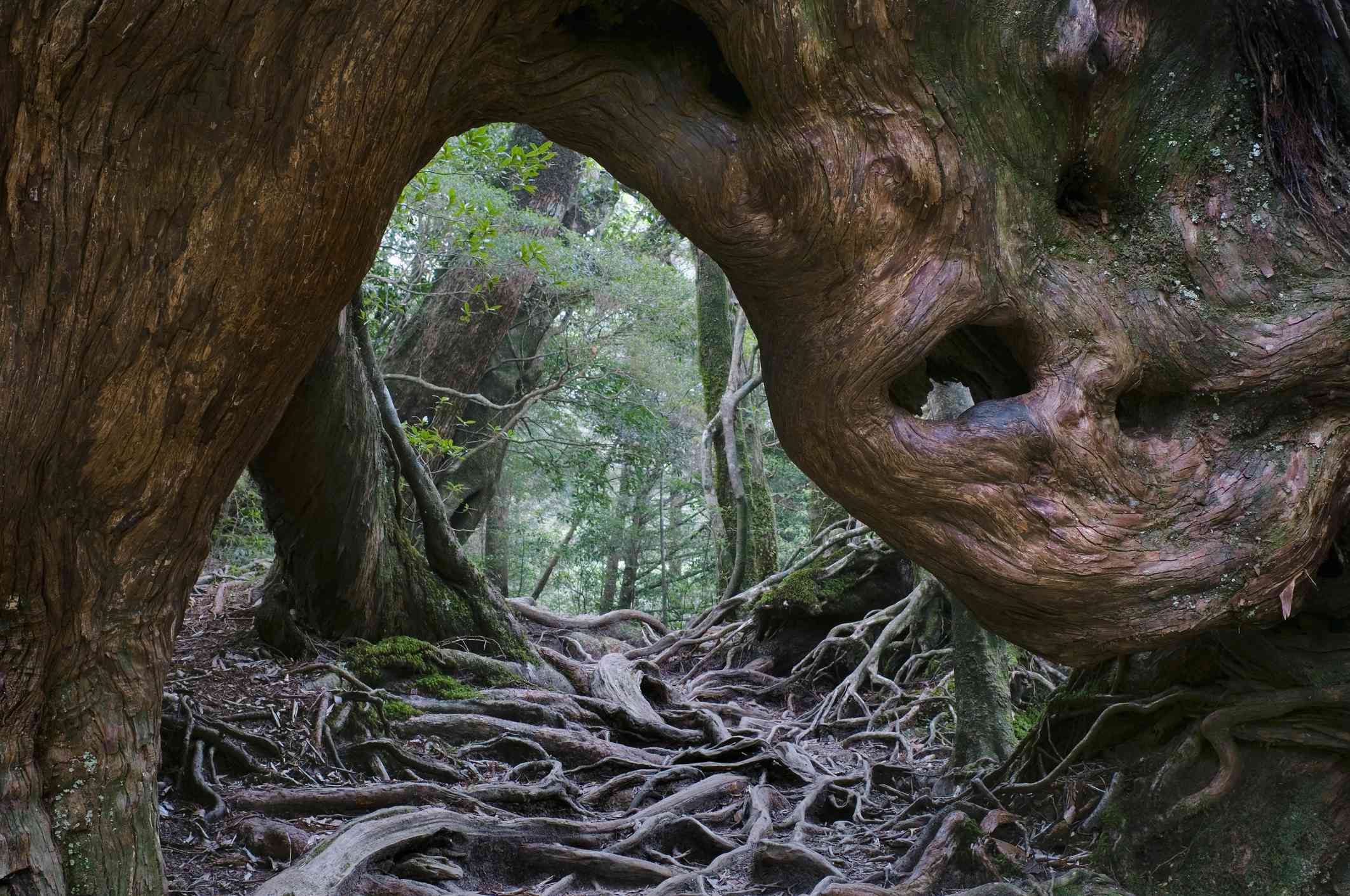 森林地面被弯曲的树根覆盖