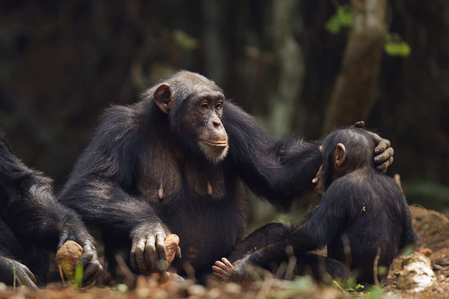 一只黑猩猩妈妈抚摸着宝宝的头来安慰他。