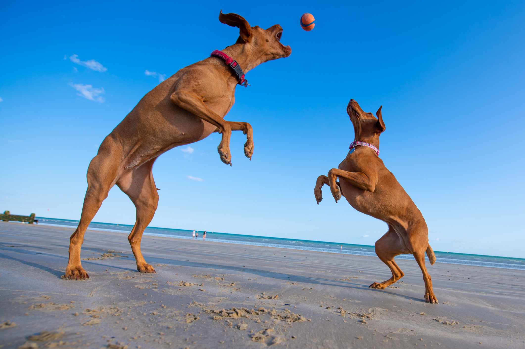 两只vizsla狗用两条腿跳着，在沙滩上玩球